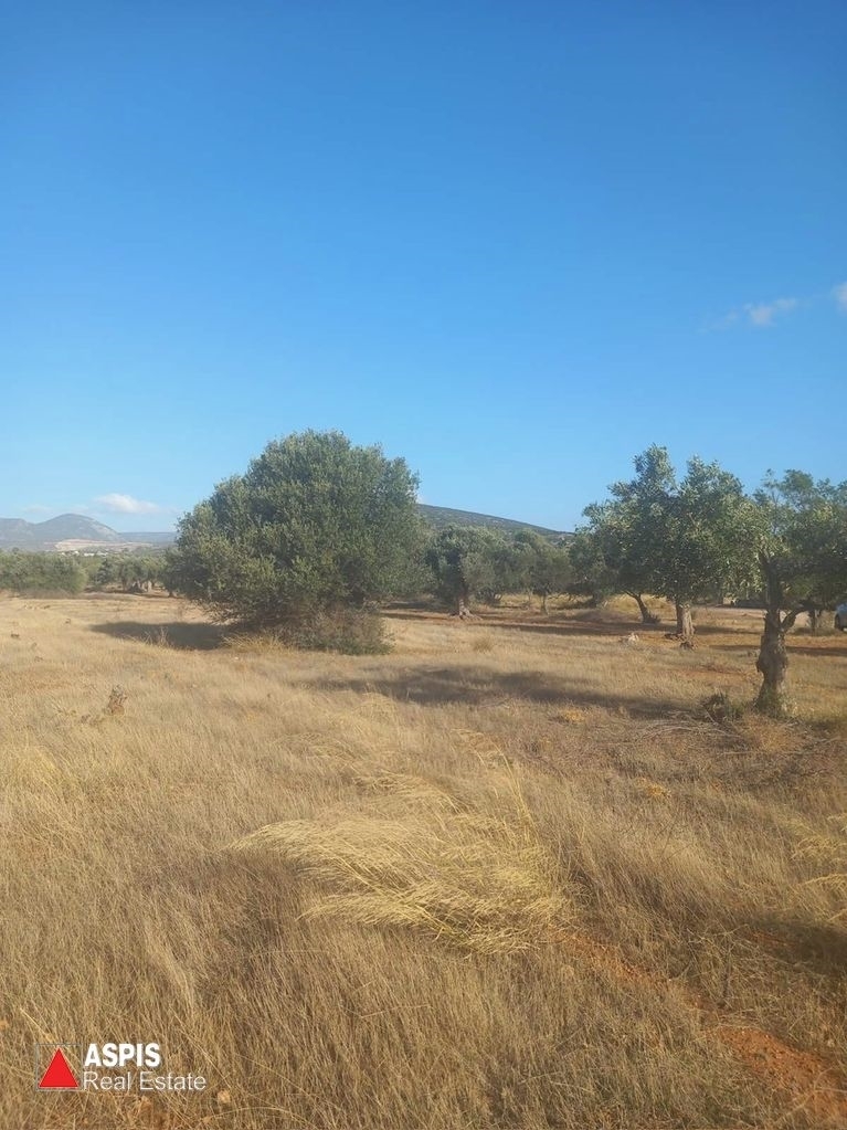 (For Sale) Land Large Land  || East Attica/Kalyvia-Lagonisi - 4.000 Sq.m, 60.000€ 